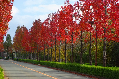 IMGP6037a.jpg (96542 バイト)