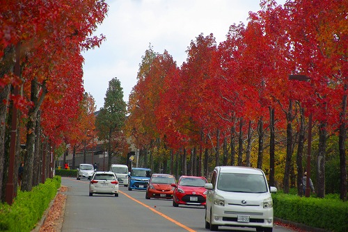 IMGP6040a.jpg (85886 バイト)