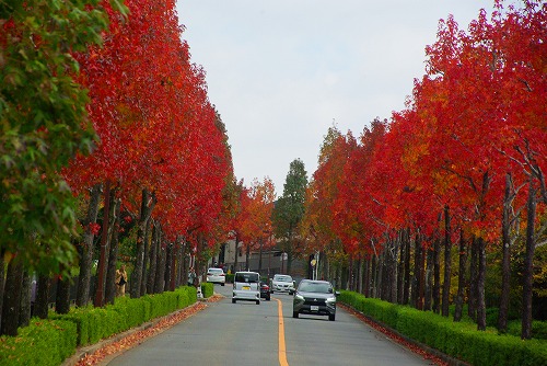 IMGP6042a.jpg (79866 バイト)