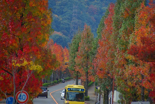 IMGP6043a.jpg (87656 バイト)