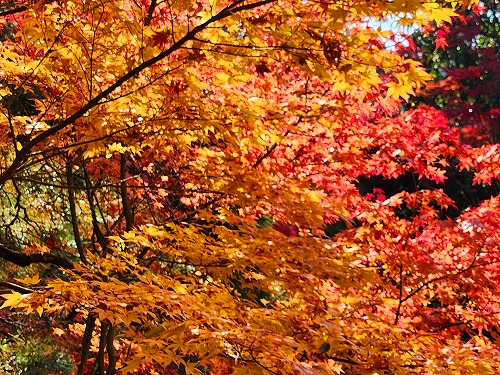 20251126_140001.jpg (153782 バイト)