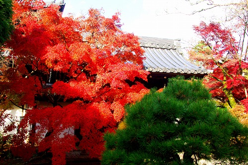 IMGP6377.jpg (107681 バイト)