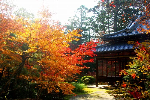 IMGP6384.jpg (112735 �o�C�g)