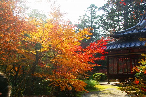 IMGP6387.jpg (107059 バイト)