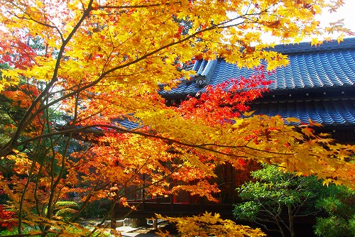 IMGP6393.jpg (130102 バイト)