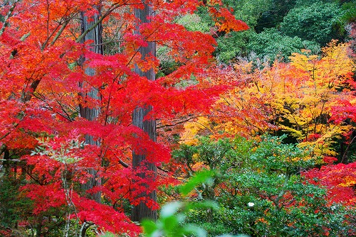 IMGP6417.jpg (129392 �o�C�g)