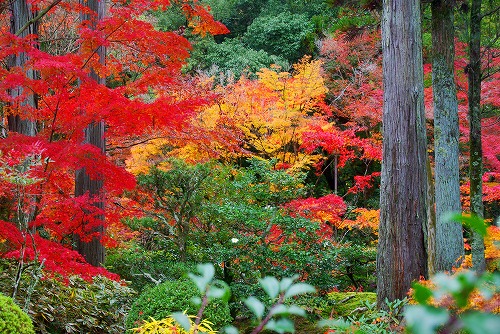 IMGP6418.jpg (124864 �o�C�g)