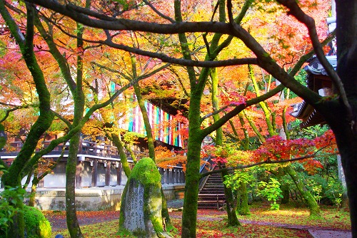 IMGP6455.jpg (121374 �o�C�g)