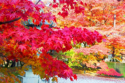 IMGP6458.jpg (120592 �o�C�g)