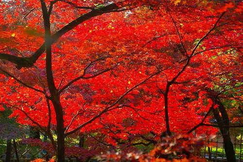 IMGP6474.jpg (119464 �o�C�g)