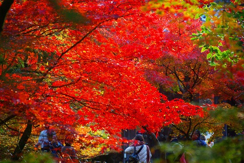 IMGP6483.jpg (110964 �o�C�g)