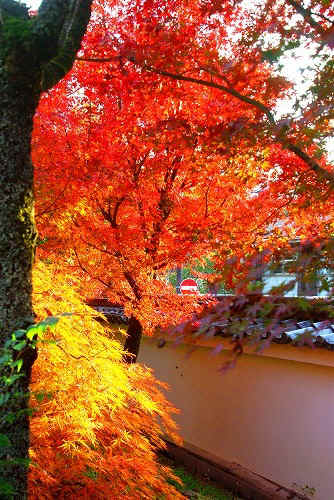 IMGP6486.jpg (109316 �o�C�g)