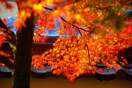 IMGP6489.jpg (95005 �o�C�g)