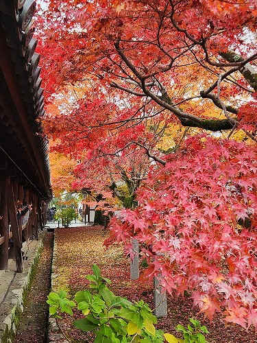 20251126_111309.jpg (139727 バイト)