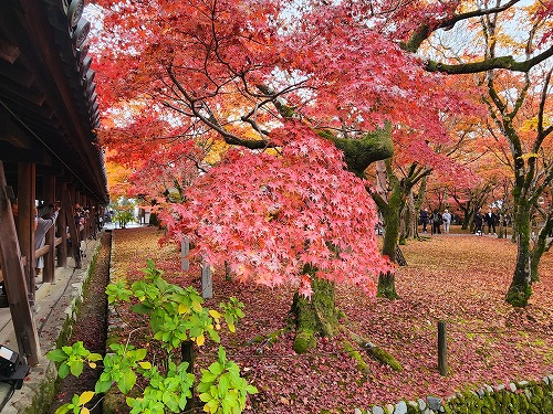 20251126_111327.jpg (142176 バイト)