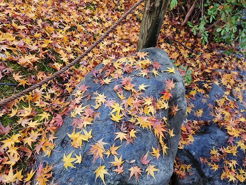 20251126_112014.jpg (153237 バイト)