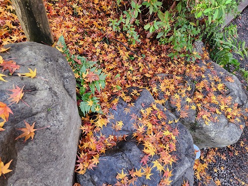 20251126_112027.jpg (145031 バイト)