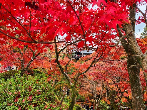 20251126_113954.jpg (151850 バイト)