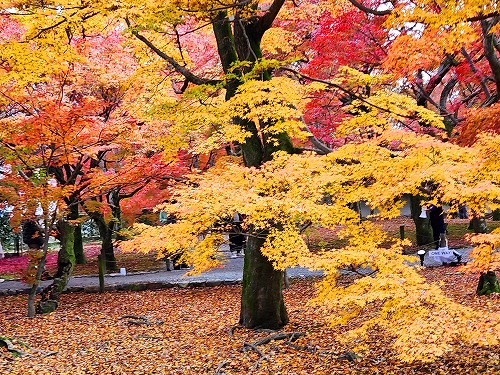 20251126_115132.jpg (158196 バイト)