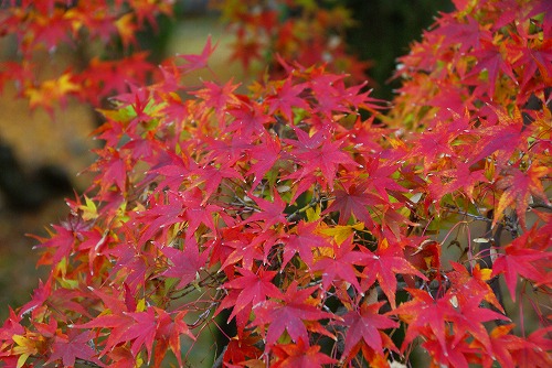 IMGP6056.jpg (81201 バイト)