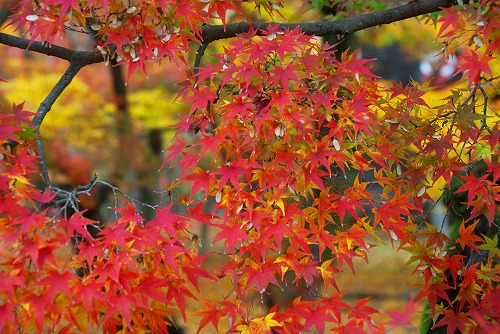 IMGP6057.jpg (97230 バイト)