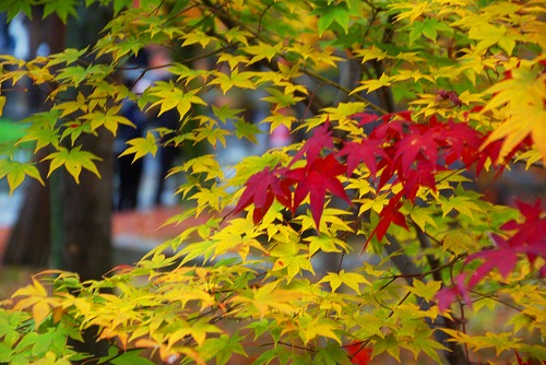 IMGP6059.jpg (87698 バイト)