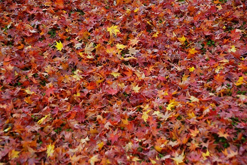 IMGP6064.jpg (122913 バイト)