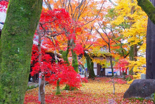 IMGP6066.jpg (114108 バイト)