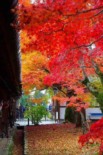 IMGP6068.jpg (100999 �o�C�g)