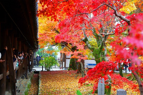 IMGP6072.jpg (107425 �o�C�g)