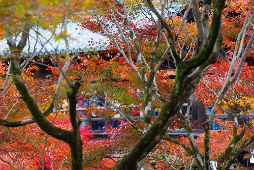 IMGP6083.jpg (124007 バイト)