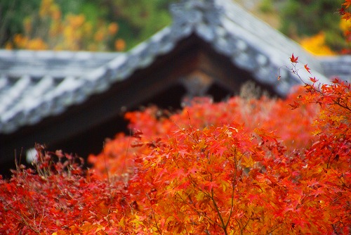 IMGP6092.jpg (69823 バイト)