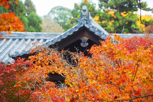 IMGP6096.jpg (103348 バイト)