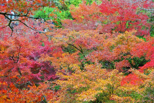 IMGP6099.jpg (130850 バイト)