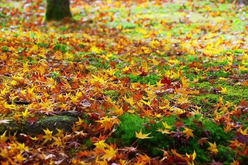 IMGP6103.jpg (111425 バイト)