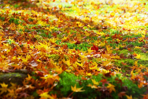 IMGP6106.jpg (99763 バイト)