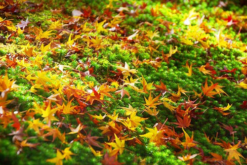 IMGP6111.jpg (117540 バイト)