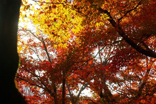 IMGP6115.jpg (122198 バイト)