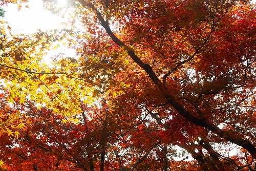 IMGP6123.jpg (133269 バイト)