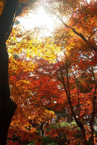 IMGP6129.jpg (109503 バイト)