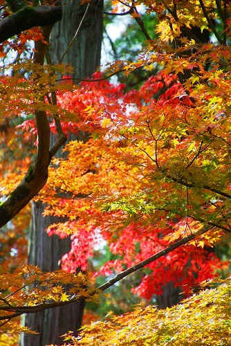 IMGP6132.jpg (113440 バイト)