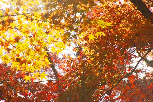 IMGP6134.jpg (123345 バイト)