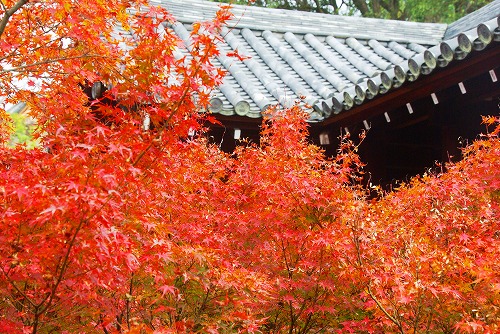 IMGP6140.jpg (122807 バイト)