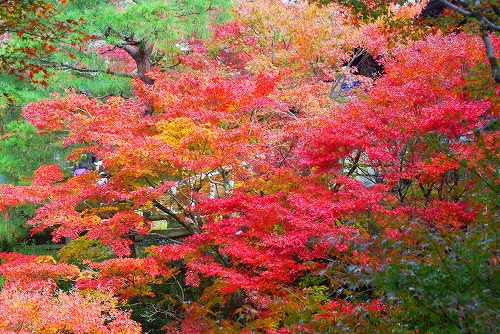 IMGP6144.jpg (128015 バイト)