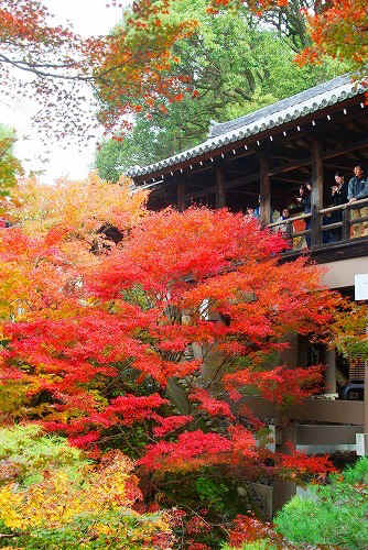 IMGP6149.jpg (113262 �o�C�g)