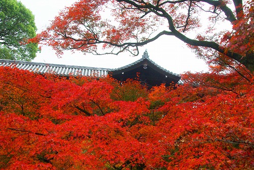 IMGP6162.jpg (114740 �o�C�g)