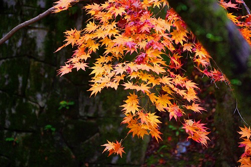 IMGP6172.jpg (83761 バイト)