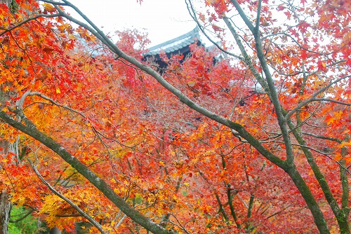 IMGP6176.jpg (123026 バイト)