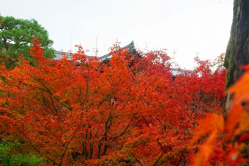 IMGP6180.jpg (85290 バイト)