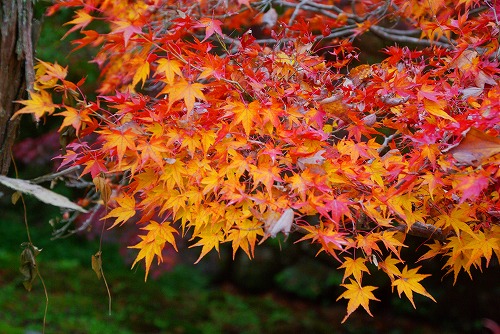 IMGP6181.jpg (98351 バイト)